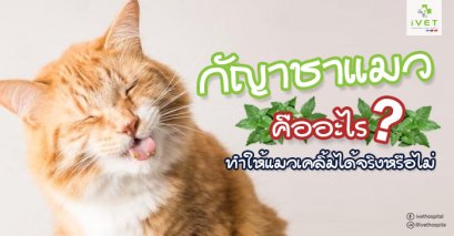 กัญาชาแมวคืออะไร แล้วให้แมวเคลิ้มได้จริงหรือไม่